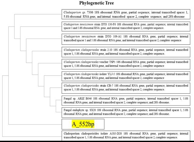 Description: Description: phylogenetic tree